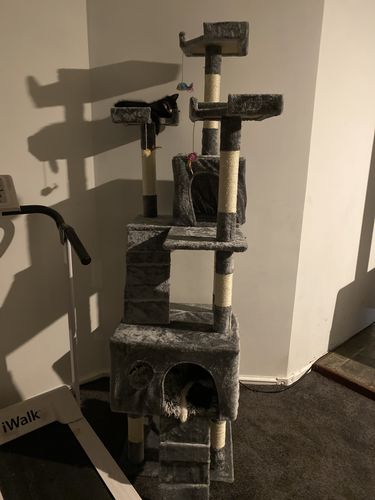 Customer photo review of Pawz Cat Scratcher Post Tree