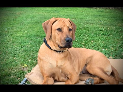 Customer photo review of New Hemp Seed Oil for Large Dogs (500ml)