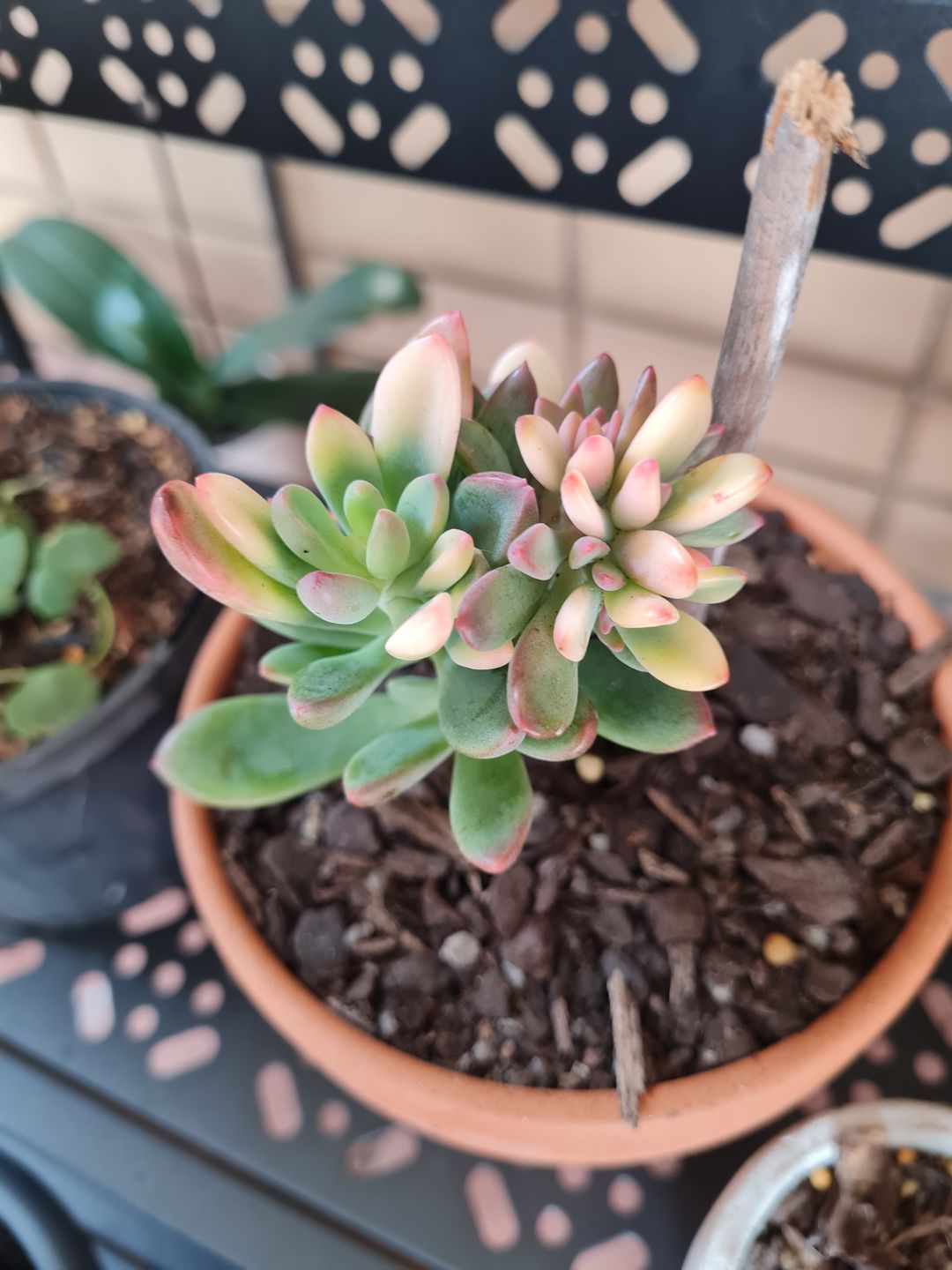 Customer photo review of Echeveria manaudes variegated