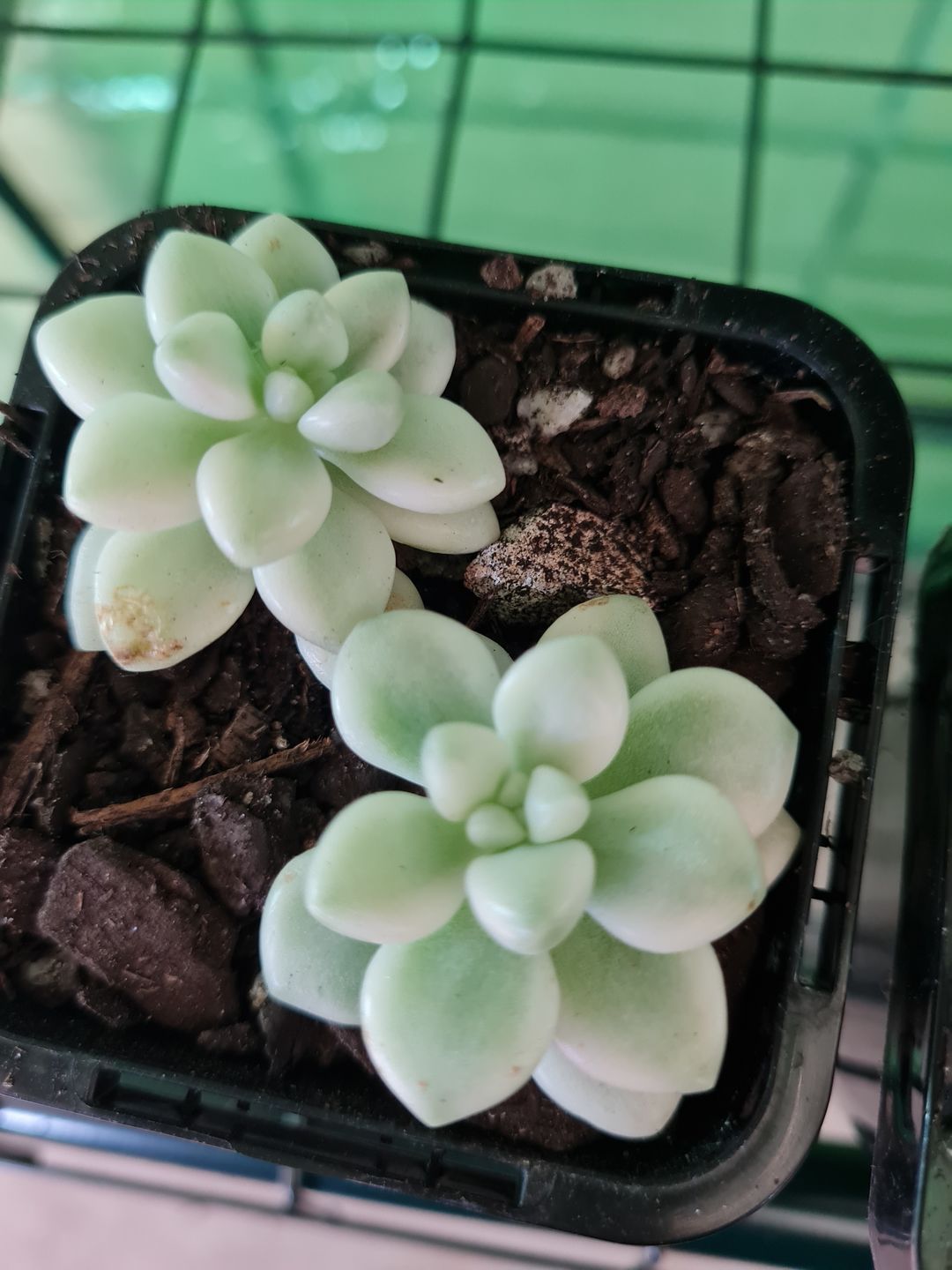 Customer photo review of Graptopetalum Mendozae Variegata Cuttings