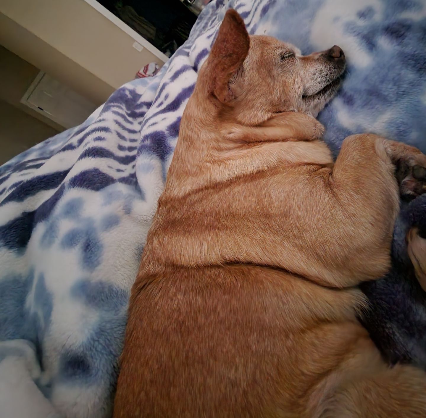Customer photo review of KING KALM™ CBD 75mg - Small Size Dog & Cat Formula - 2.5mgs of CBD per each 1ml.