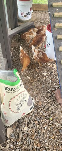 Customer photo review of GrubTerra Dried Larvae