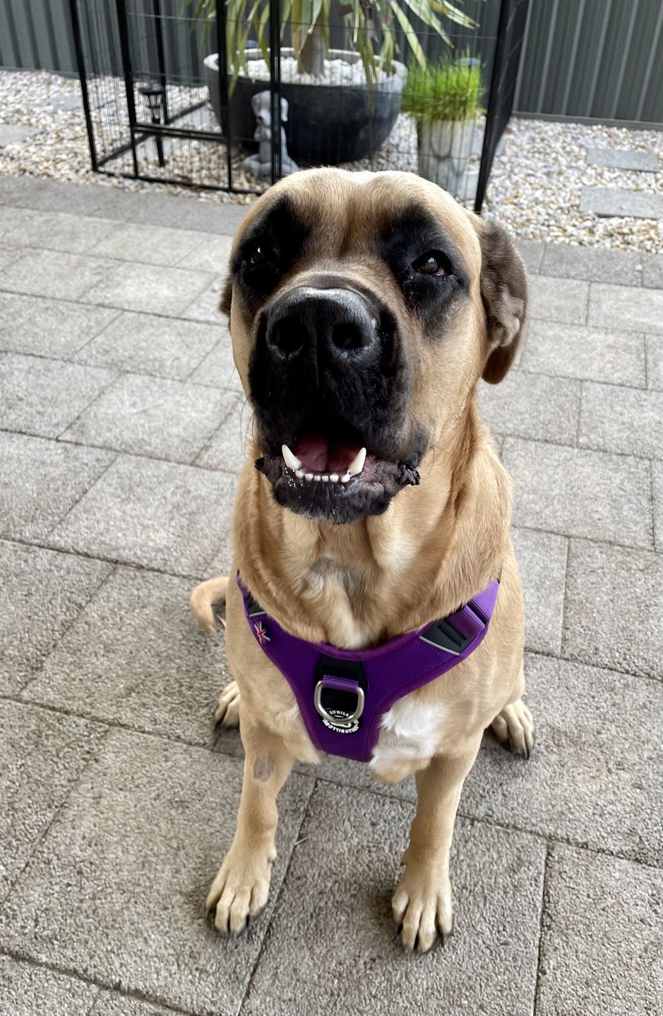 Customer photo review of Hurricane Harness - Non Restrictive, With Handle, Adjustable & Reflective - All Breeds - Purple