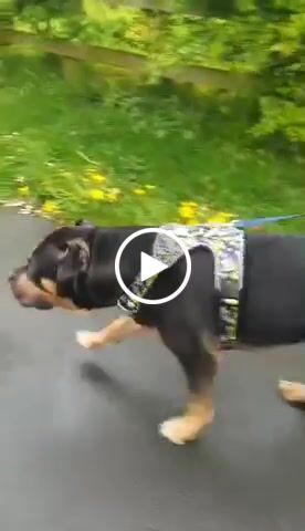 Customer video review of Premium Comfort Harness | Non Restrictive & Adjustable - Lightning v2.0