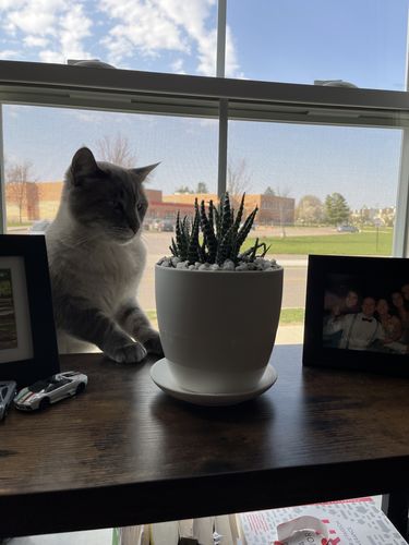 Customer photo review of The Snooze Button | Succulent Gift