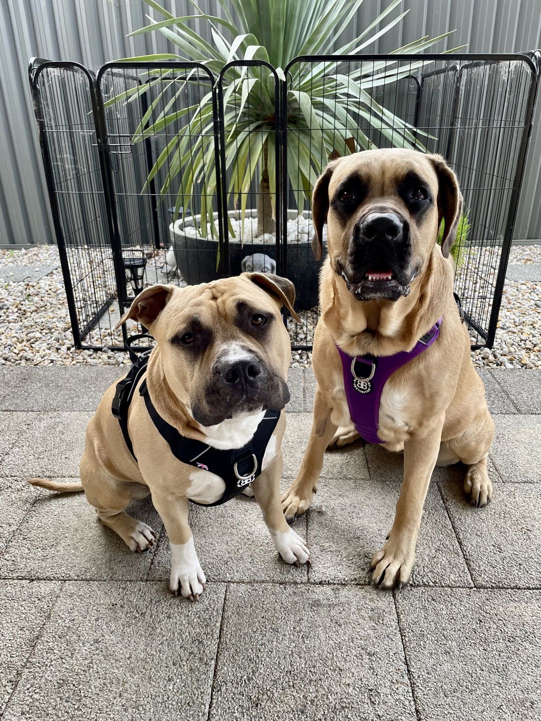Customer photo review of BullyBillows Complete Animal Deshedding Kit - Pink