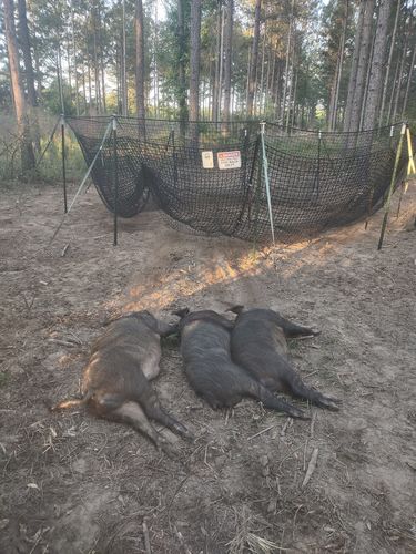 Customer photo review of Pig Brig Trap System