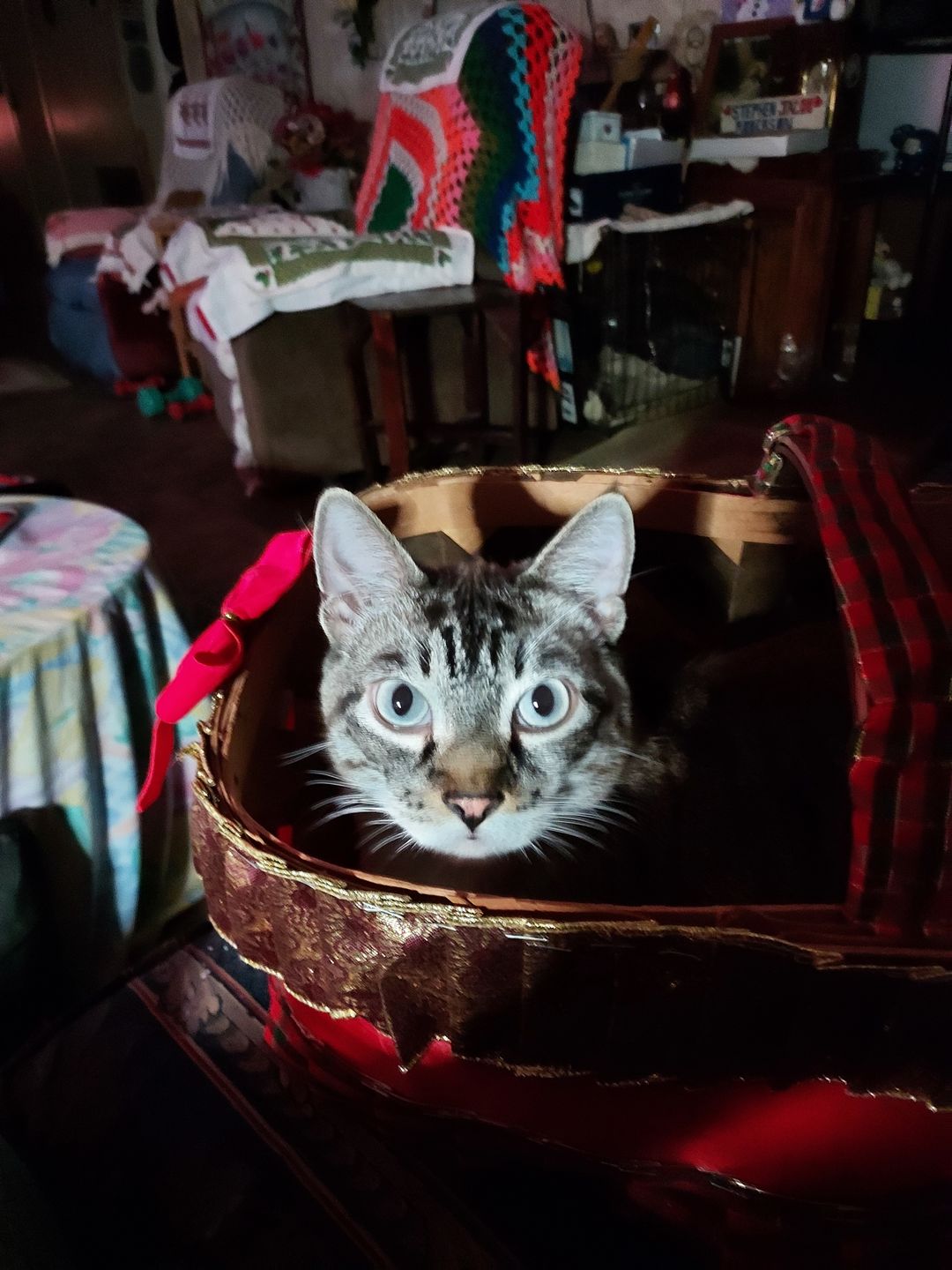 Customer photo review of Dewormer for Cats and Kittens - Broad Spectrum Feline Wormer Remedy