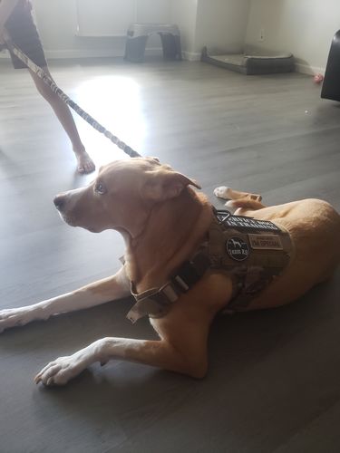 Customer photo review of Classic Heavy-Duty Tactical No-Pull Team K9™ Dog Harness With Front & Back D-Rings, Quick-Release Metal-Buckles, Hook & Loop Panels, & Top Handle