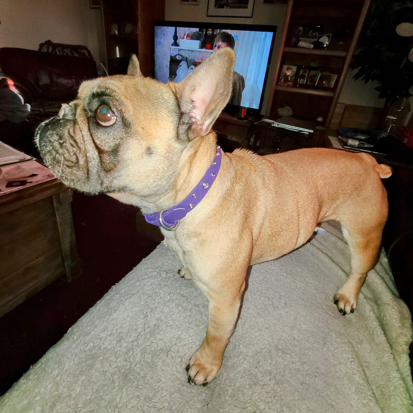Customer photo review of The 'Bijou' Collar