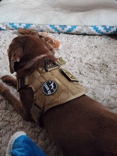Customer photo review of Classic Heavy-Duty Tactical No-Pull Team K9™ Dog Harness With Front & Back D-Rings, Quick-Release Metal-Buckles, Hook & Loop Panels, & Top Handle