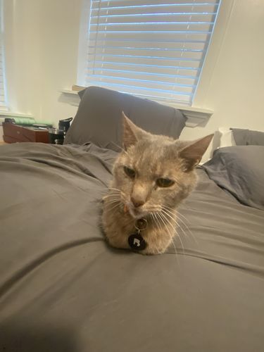 Customer photo review of Black Cat