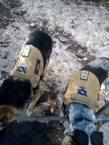 Customer photo review of Classic Heavy-Duty Tactical No-Pull Team K9™ Dog Harness With Front & Back D-Rings, Quick-Release Metal-Buckles, Hook & Loop Panels, & Top Handle