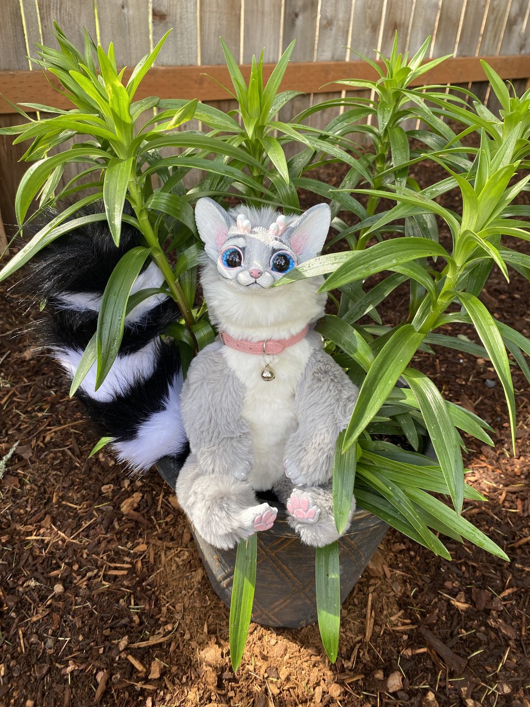 Customer photo review of Ring-tailed cat