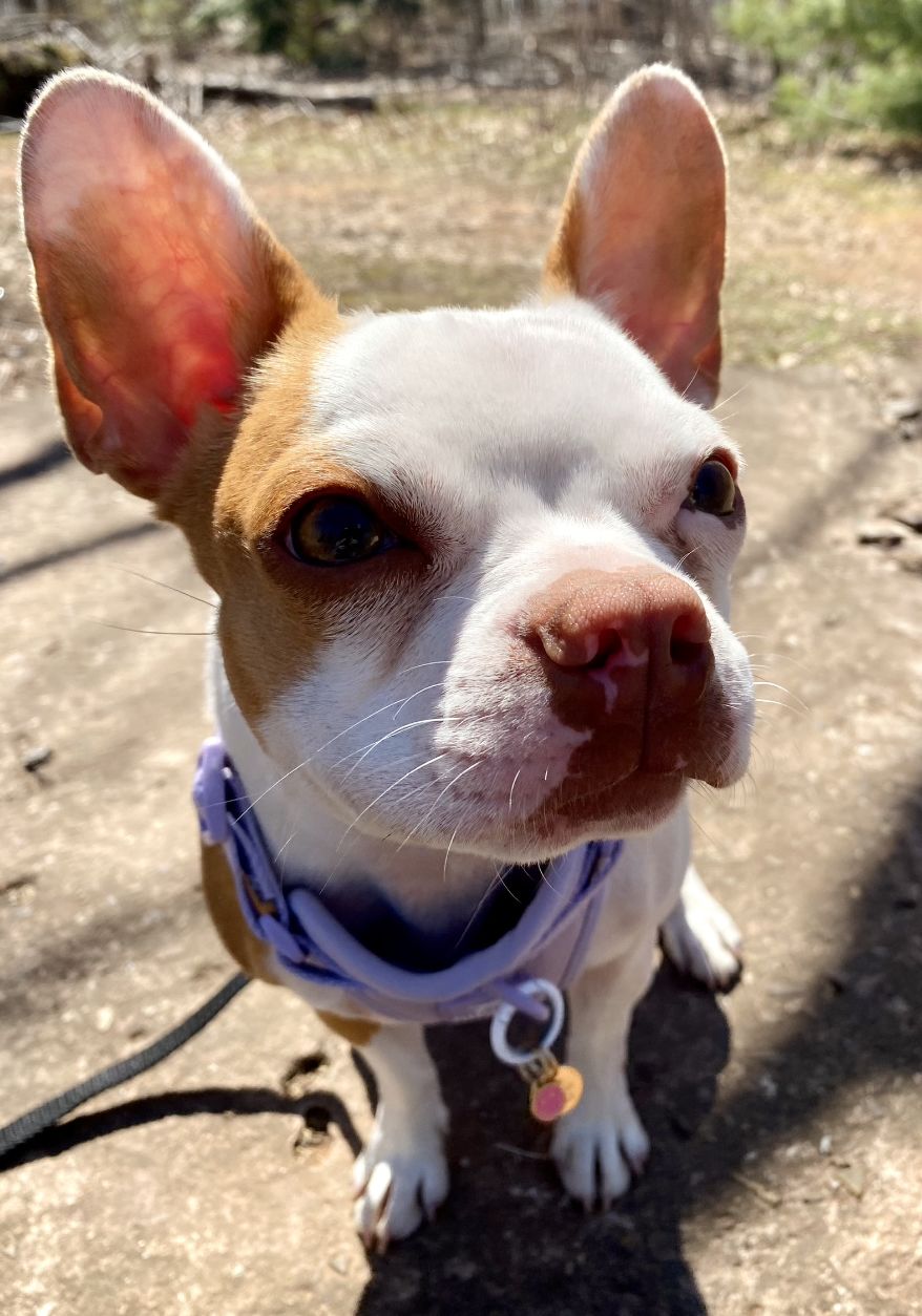 Customer photo review of The Essentials Pack (Paw Balm, Snout Balm & Snout Screen)