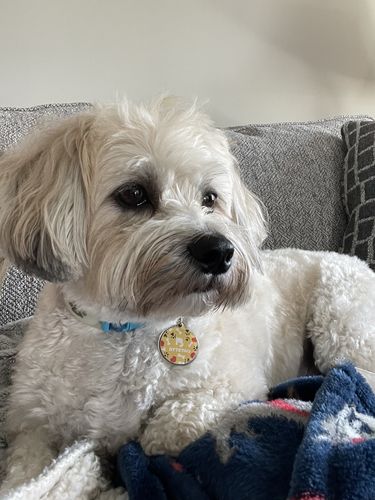 Customer photo review of Fetch