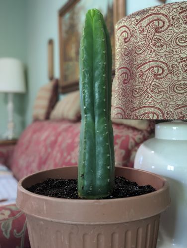 Customer photo review of San Pedro Cactus | Medium | Echinopsis pachanoi