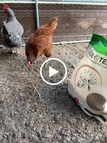 Customer video review of GrubTerra Dried Larvae