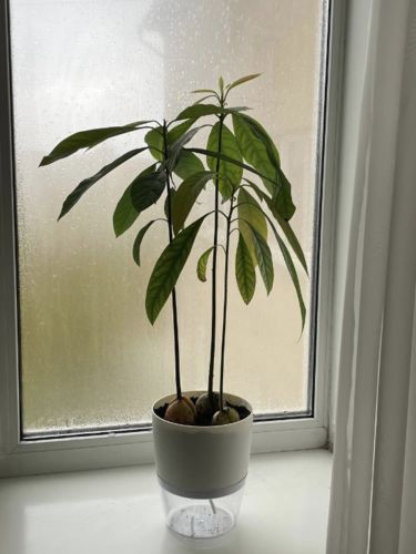 Customer photo review of AquaPot - Selbstbewässernder Blumentopf