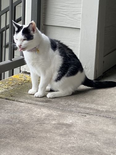 Customer photo review of Chicken Flaked With Sweet Potato & Tomato Recipe Dinner In Broth Adult Cat Food, 2.8-oz, Case of 12