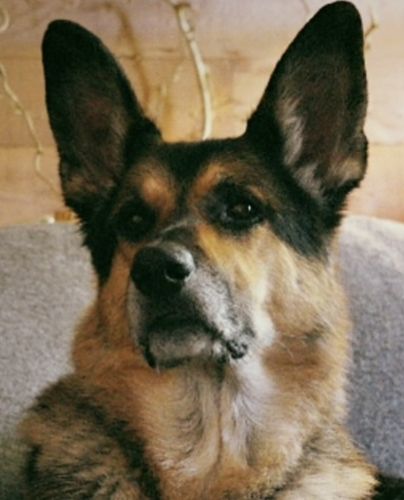 Customer photo review of Canine Cush Hip & Joint Chews
