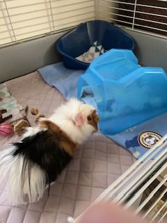 Customer photo review of Premium GuineaDad Liner