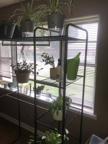 Customer photo review of Houseplant Insecticide w/ Neem