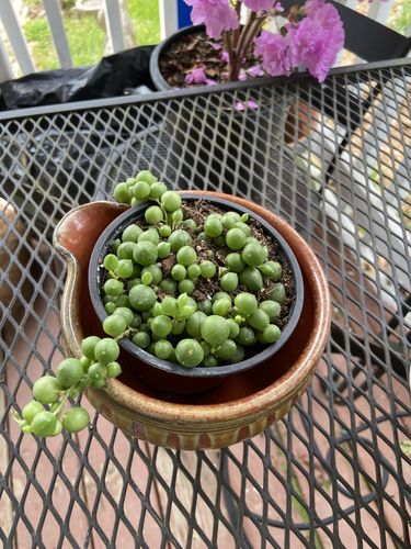 Customer photo review of String of Pearls | Senecio Rowleyanus