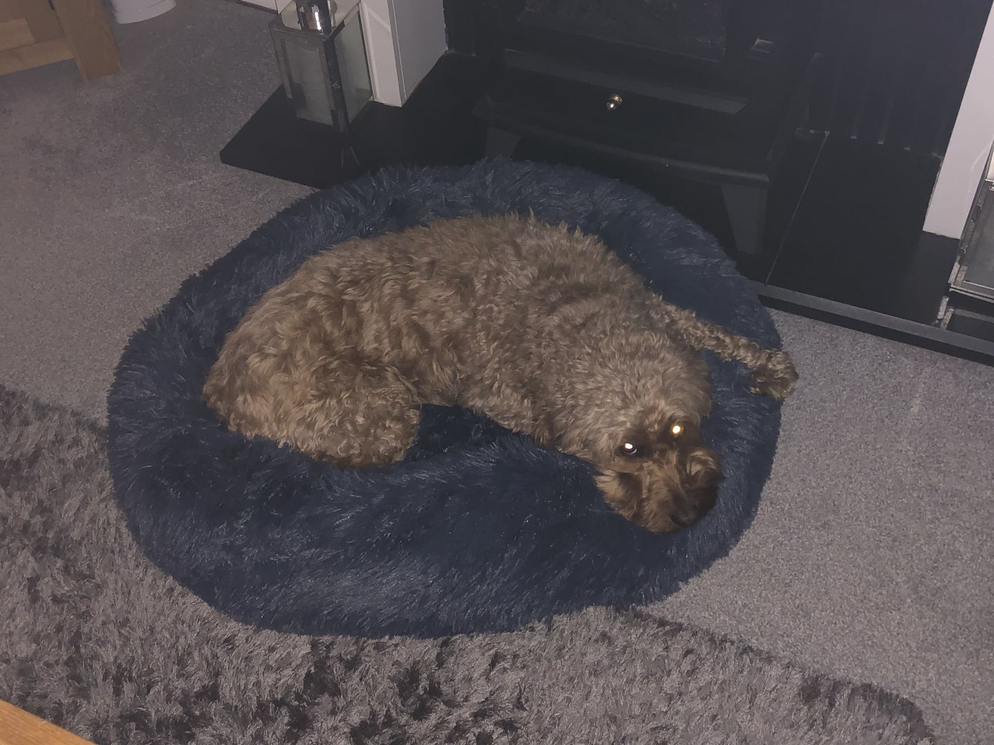 Customer photo review of Donut Dog Bed Calming Soft Comfy Anti Anxiety Plush Dog Bed