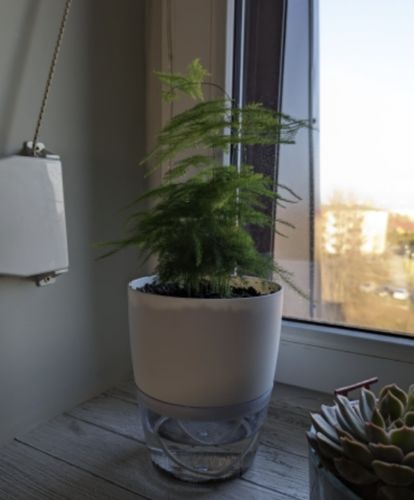 Customer photo review of AquaPot - Selbstbewässernder Blumentopf