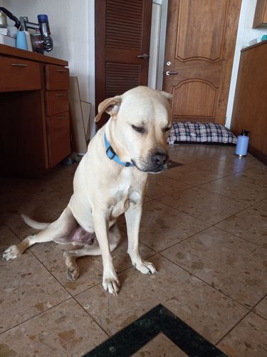 Customer photo review of Bruin