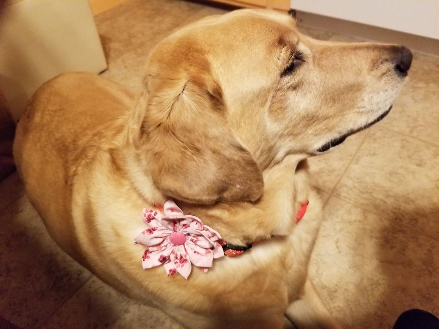 Customer photo review of Calming Hemp Oil for Dogs | CBD, Chamomile, L-Theanine