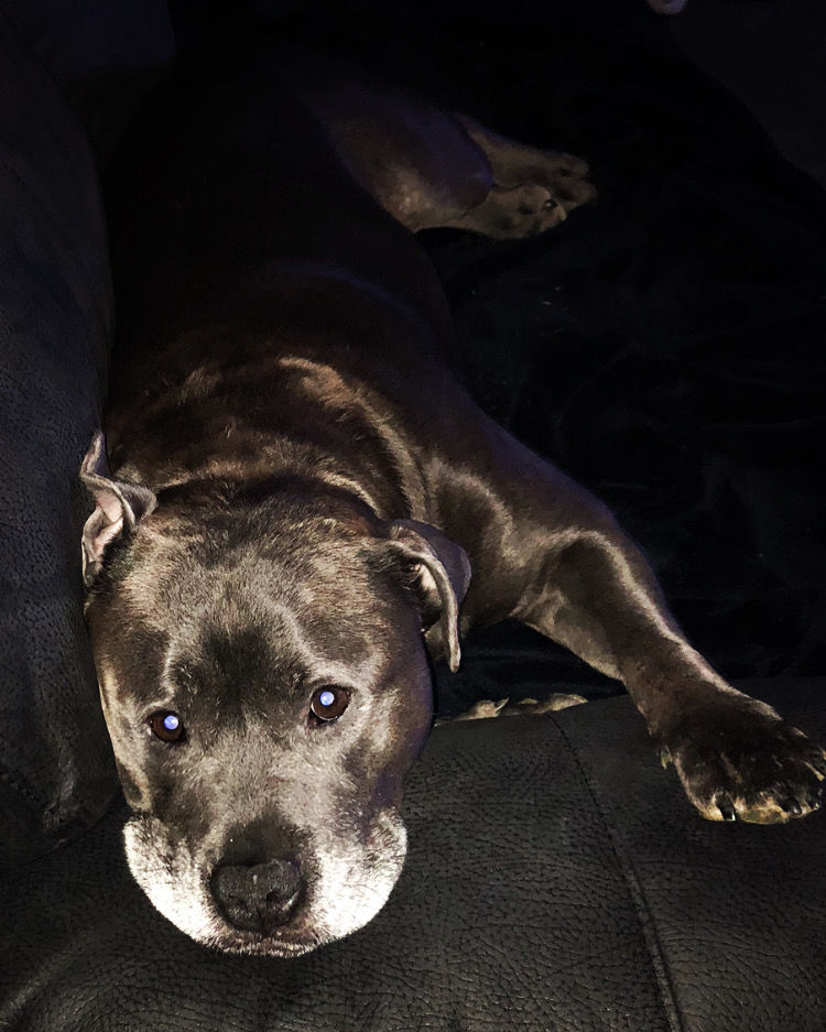 Customer photo review of New Hemp Seed Oil for Large Dogs (500ml)