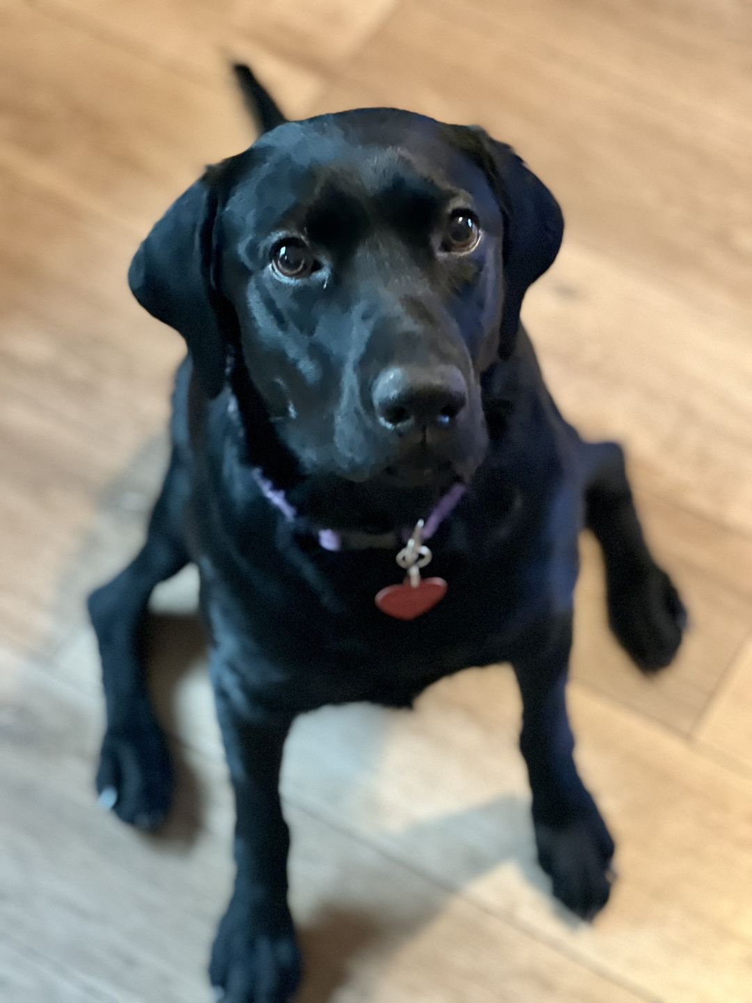 Customer photo review of Daily Support - Full Spectrum Hemp CBD Oil - For All Pets Over 20 Pounds