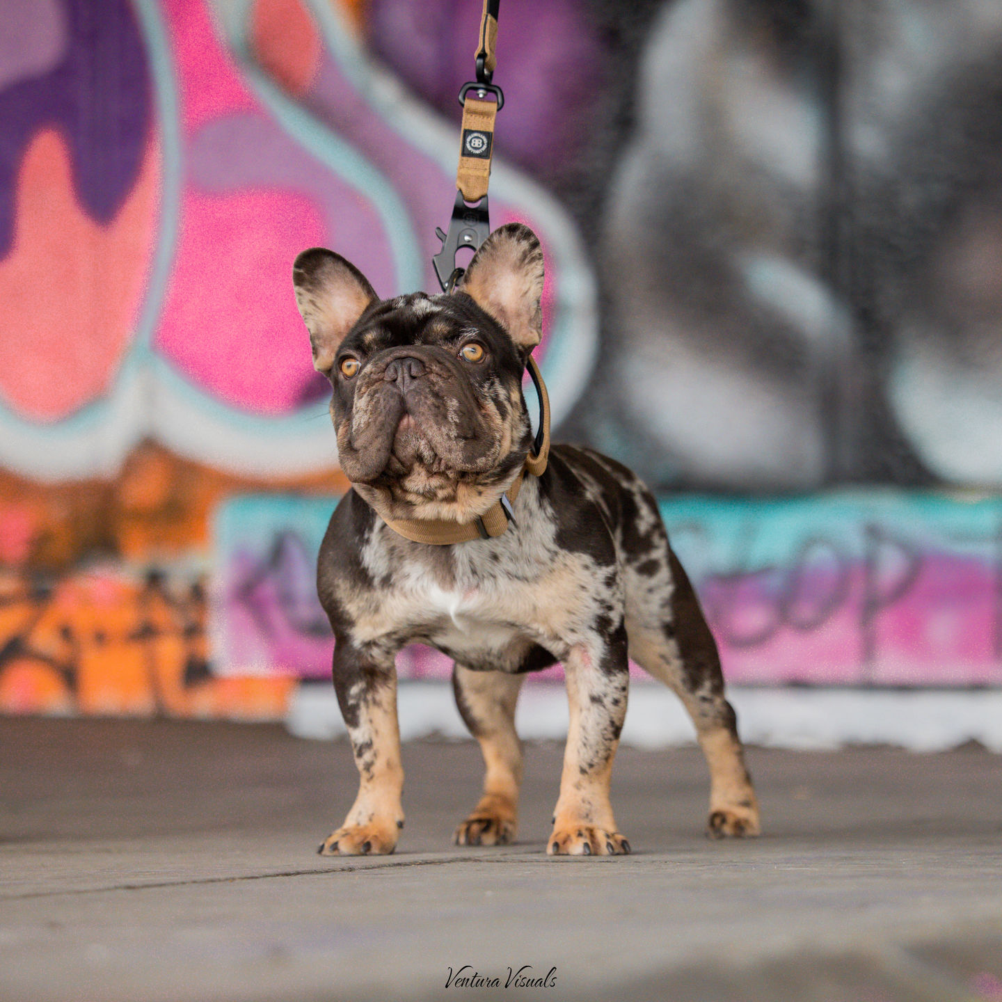 Customer photo review of 5cm Combat® Collar | With Handle & Rated Clip - Military Tan v2.0