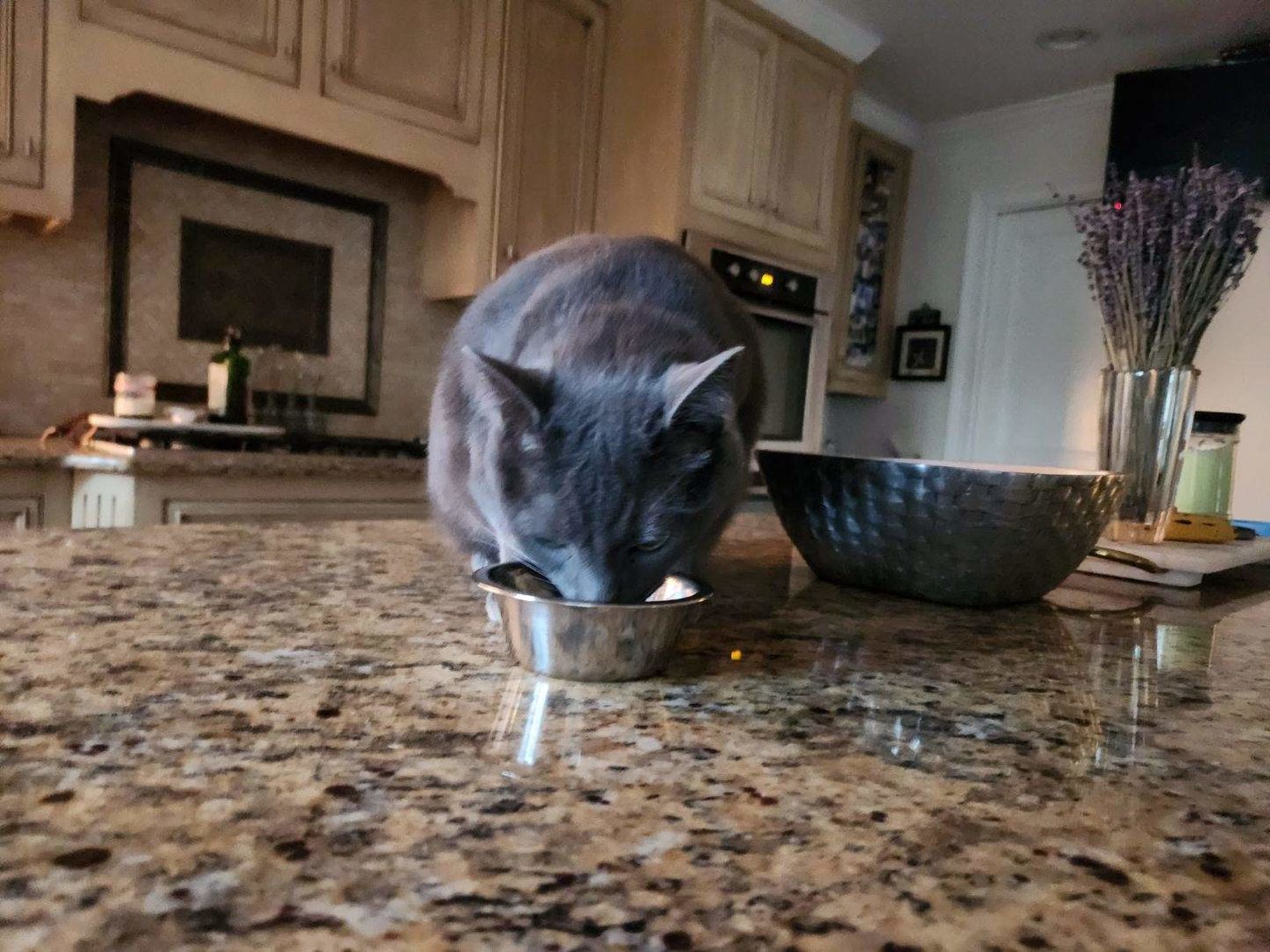 Customer photo review of Royal Canin Veterinary Diet - Urinary SO Morsels in Gravy Canned Cat Food
