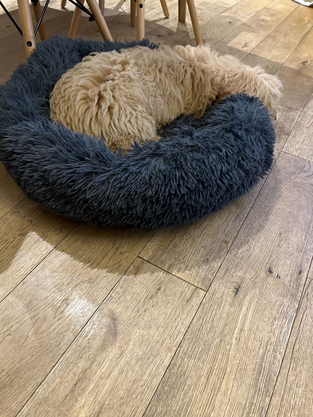Customer photo review of Donut Dog Bed Calming Soft Comfy Anti Anxiety Plush Dog Bed
