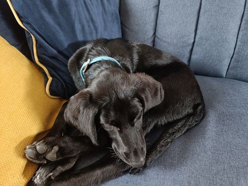 Customer photo review of Vegan Leather Dog Collar - Carolina Blue