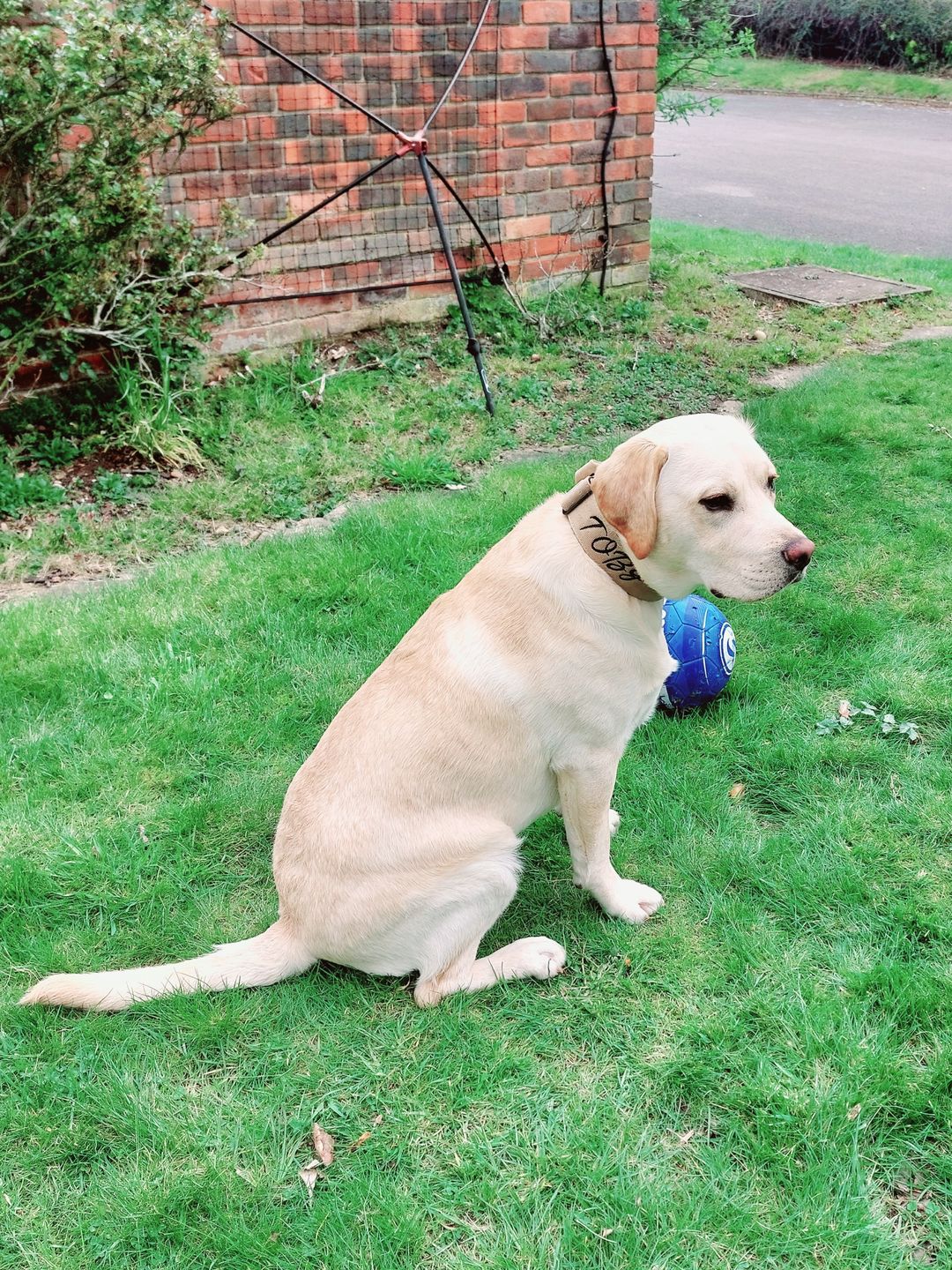 Customer photo review of 5cm Combat® Collar | With Handle & Rated Clip - Military Tan v2.0