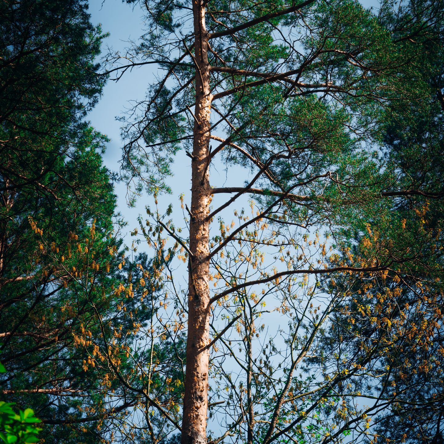 Customer photo review of NATURE LIGHTROOM PRESETS