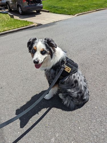 Customer photo review of Classic Heavy-Duty Tactical No-Pull Team K9™ Dog Harness With Front & Back D-Rings, Quick-Release Metal-Buckles, Hook & Loop Panels, & Top Handle