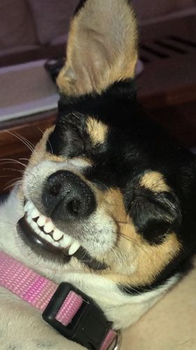 Customer photo review of Natural Dog Soap Bar. Specially formulated for soft, smooth and radiant dog skin and coat.