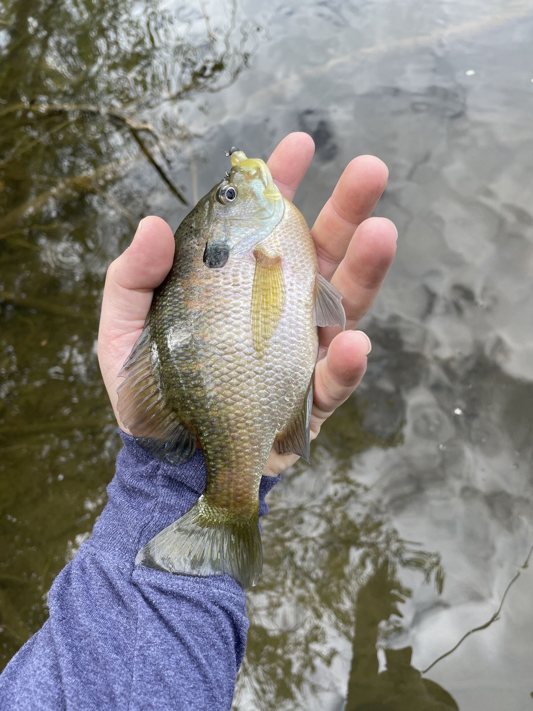 Customer photo review of 200% Sensitivity Tungsten Ball Jig Head | Bulk Pack