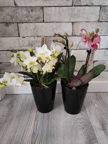 Customer photo review of 2er Orchideen Überraschung + Übertöpfe