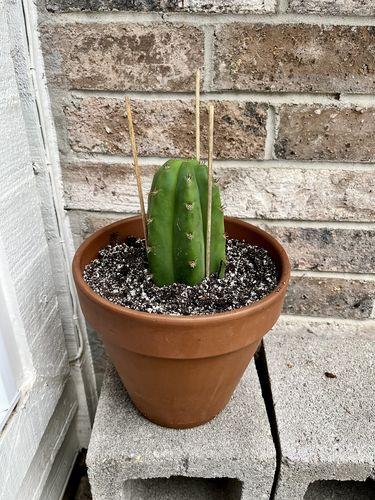 Customer photo review of San Pedro Cactus Cuttings | Trichocereus pachanoi Cuttings