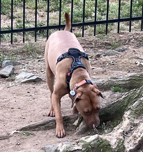 Customer photo review of Explorer