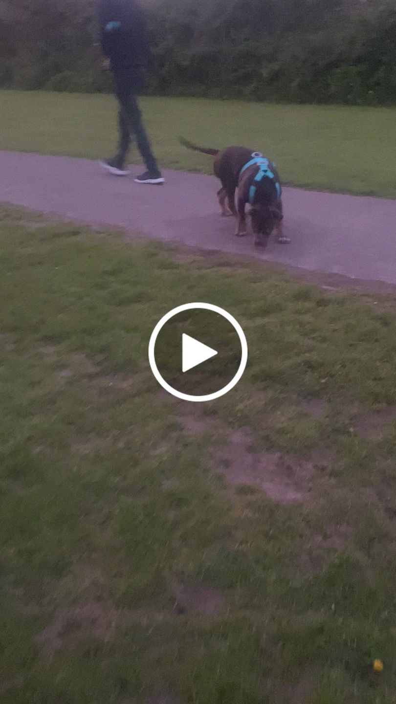 Customer video review of TRI-Harness® | Anti-Pull, Adjustable & Durable - Dog Trainers Choice -  Light Blue v2.0