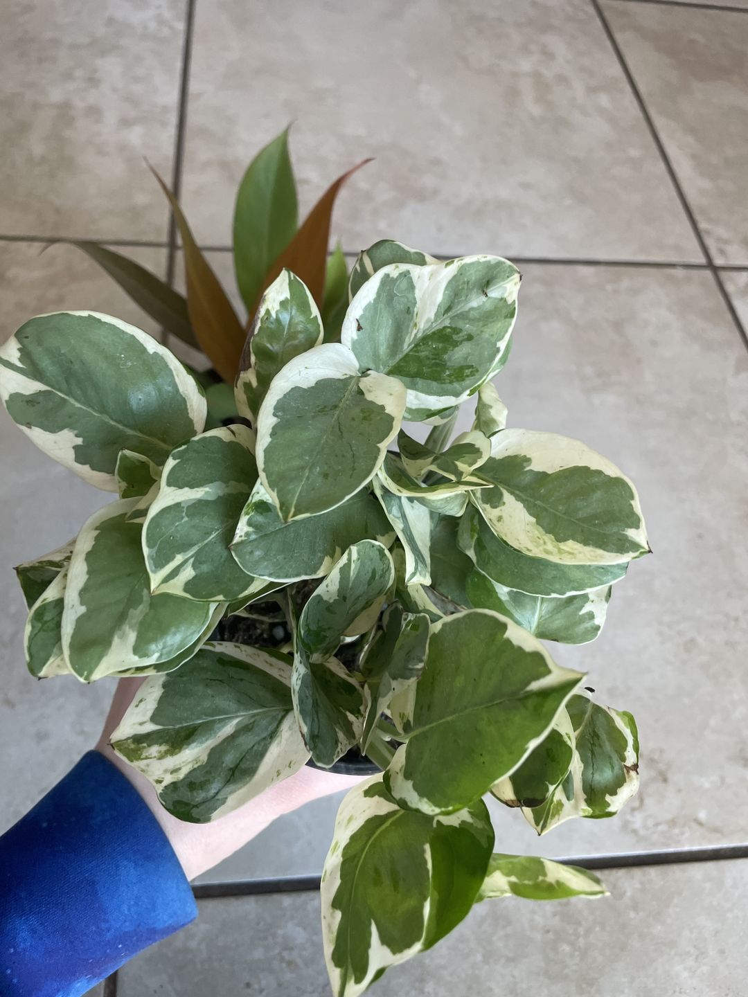 Customer photo review of 4" Pothos Epipremnum aureum 'Pearls and Jade'