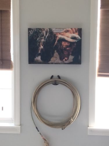 Customer photo review of Highland Cow Sparring Canvas Wall Art