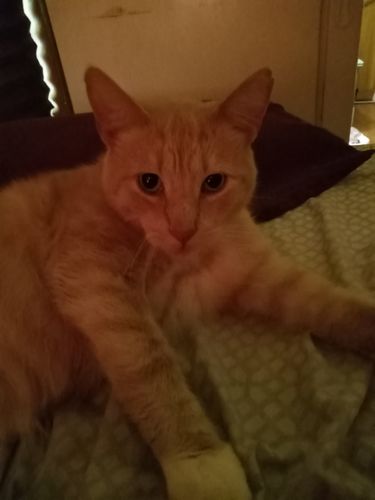 Customer photo review of Advocate (Advantage Multi) For Cats Over 8.8lbs (4kg)